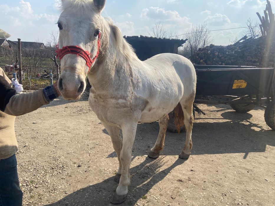 Iapa de 8 ani in sampetru german