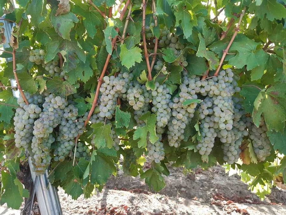 Struguri de vin din Vrancea soiuri alese, transport gratuit în Vaslui - Iași, pret producator