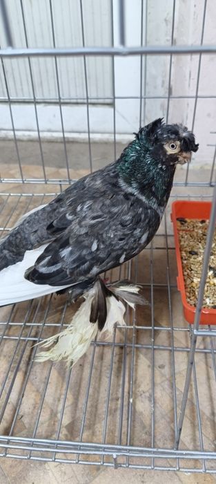 Продам голубя челкарь самец