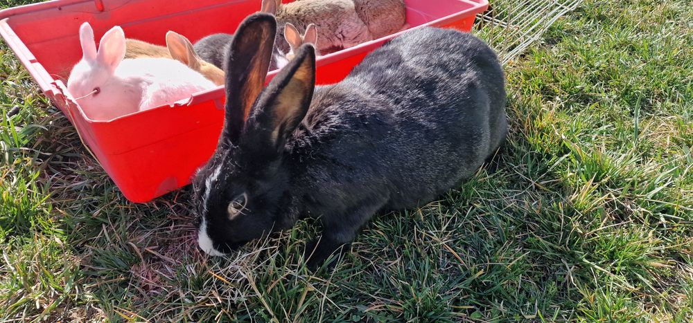 Iepuroaica si 7  pui Hycole si Panon