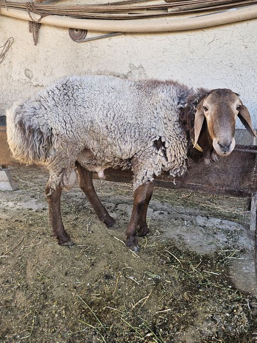 Qo'chqor sotiladi