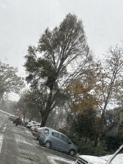 Toaletari/Taieri copaci interventii NON-STOP