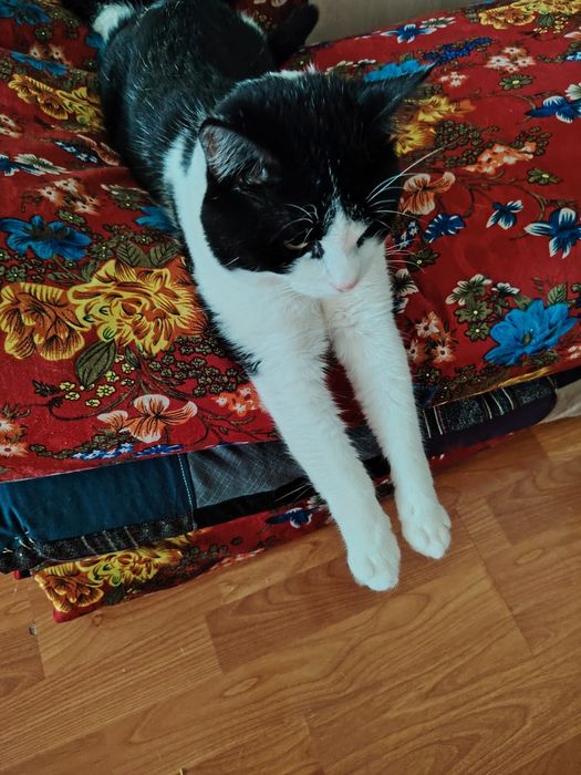 Ищем кошечку на вязку