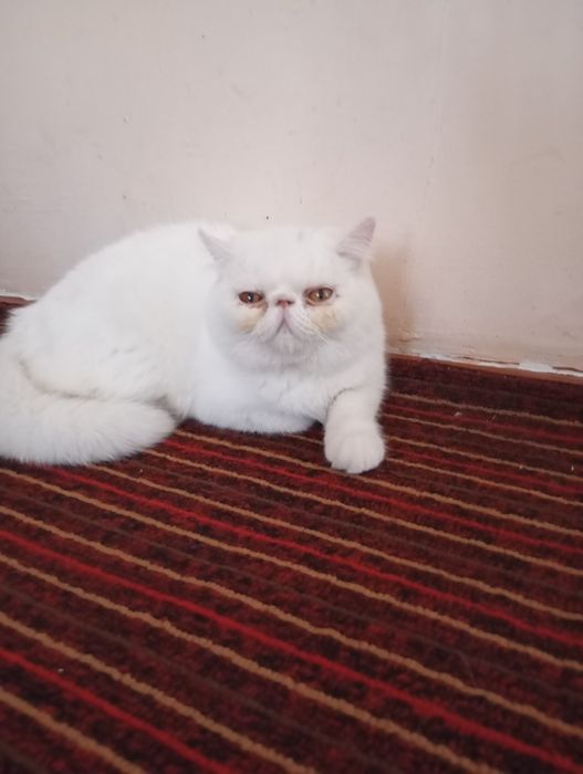 Эгзотик тоза 6ойлик Киз бола