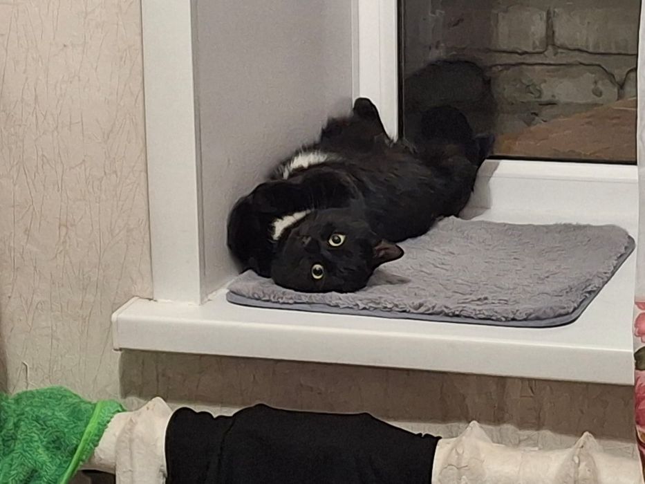 Кот мальчик в добрые руки