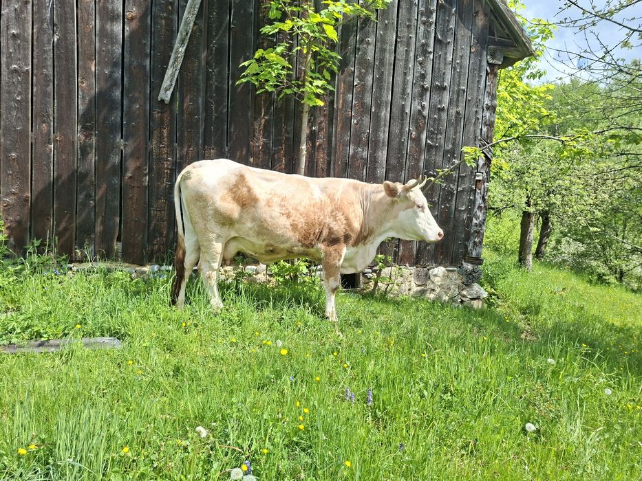 Vaci de vânzare Bran