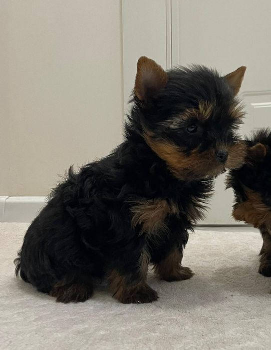 Йоркширски териер !! МИНИ !!