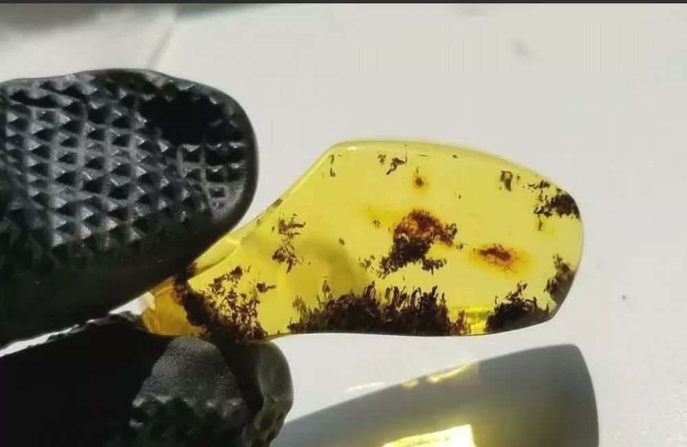 Красиво парче Балтийски кехлибар с множество скупчени насекоми