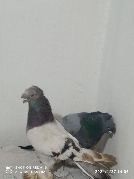 Kaptarlar sotiladi 500ming keliwamz