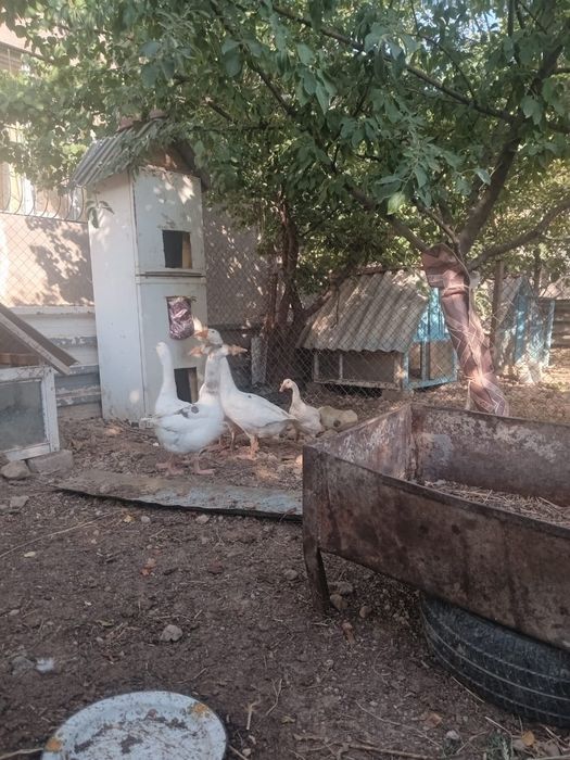 Қаздар сатылады.