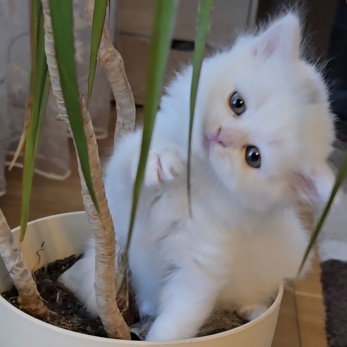 Британски котета с родословие. Чистокръвни котенца