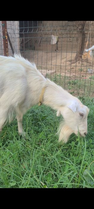 Sutli echki sotiladi