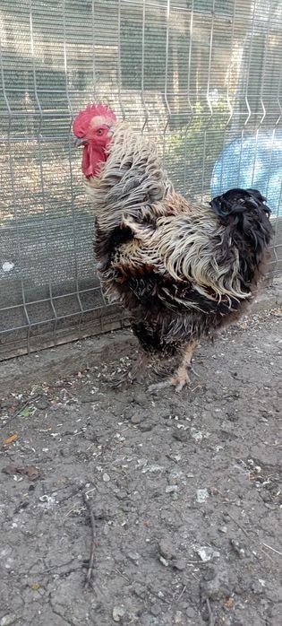 Cocoși Brahma și Frezat