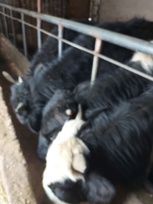 Продам полторагодовалых бычков