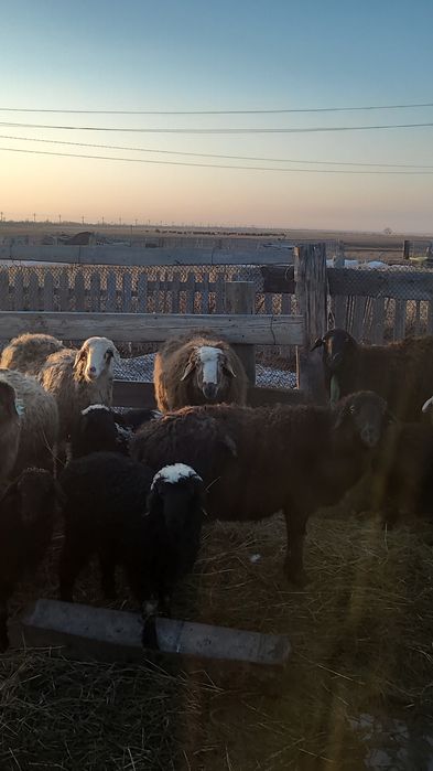 Козылы койлар сатам 21 бас