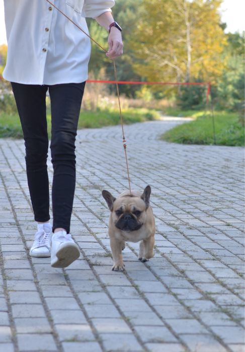 Кобель французского бульдога