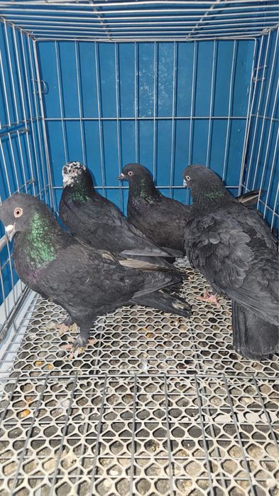 Продам летних голубей