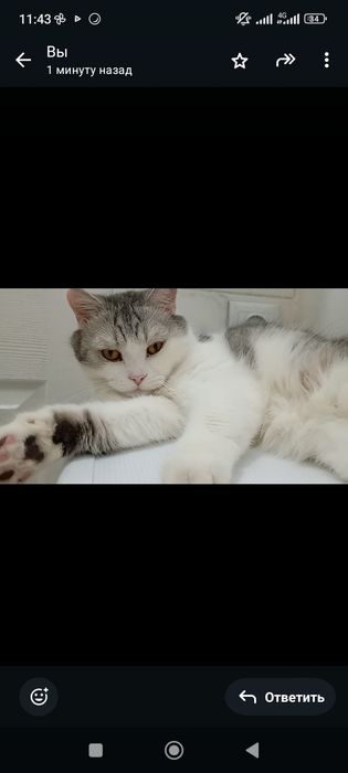 Продам кота доброго, спокойного