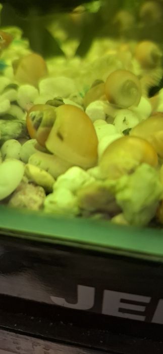 Продам улиток Ампулярий