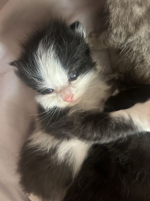 Отдам котят от вислоухой кошки