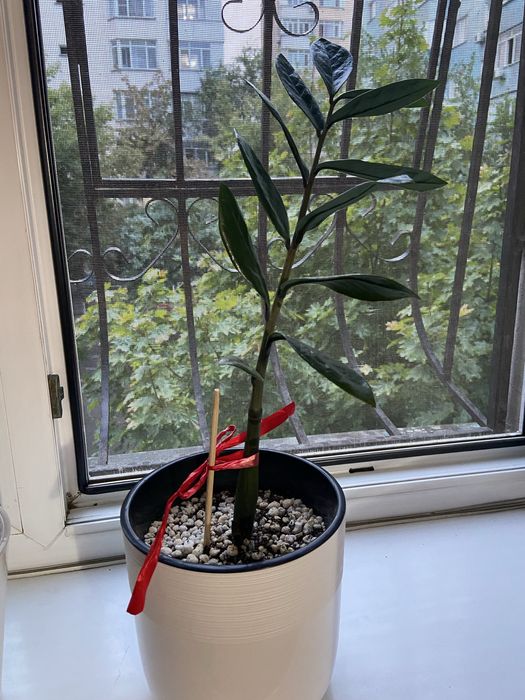 Продам  замиокулькас