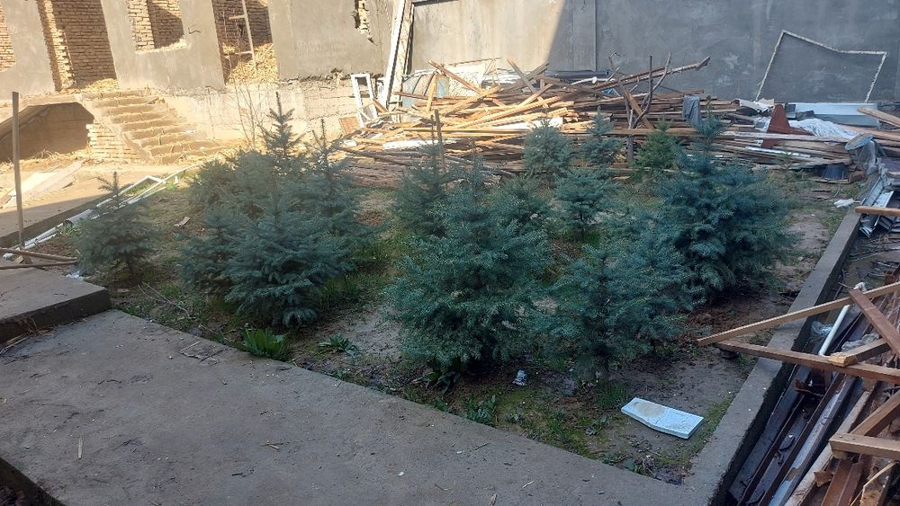 Archa kesish va gazon ekish xizmati
