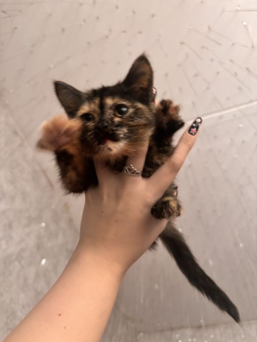 Отдам котенка в добрые руки