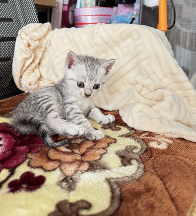 Котёнок-девочка ищет любящий дом