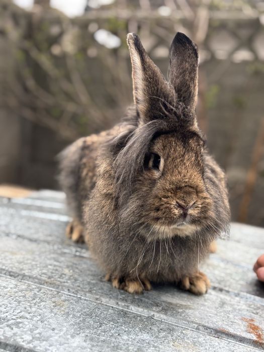 Vând iepuri ,100 de lei perechea,mai multe detali in privat