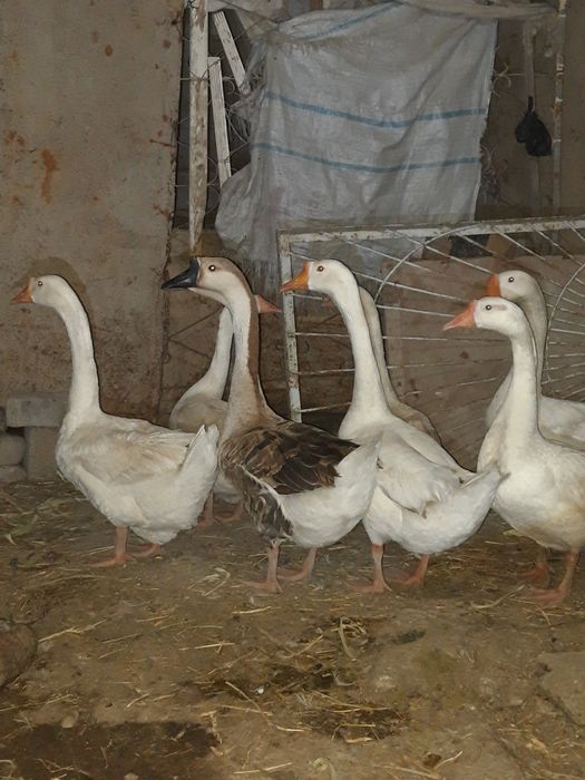 Гозлар сотилади тоза парода.