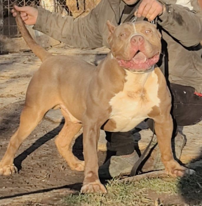 Американско Були ХЛ / American Bully XL  2 момчета и 1 момиче