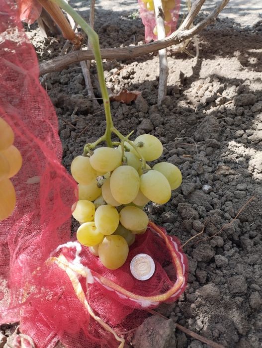 Саженцы, черенки винограда