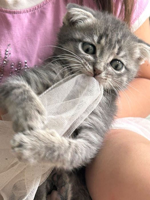 Продается котенок девочка вислоухая