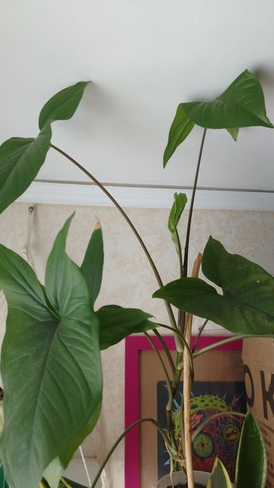 Пальма цена 2500тг