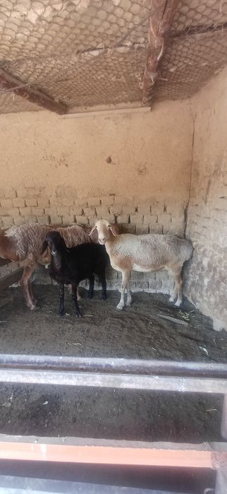 Ona bola qóylar sotlad 9 milódan kam bor bolas urģochi 1 tas qóchqorOn