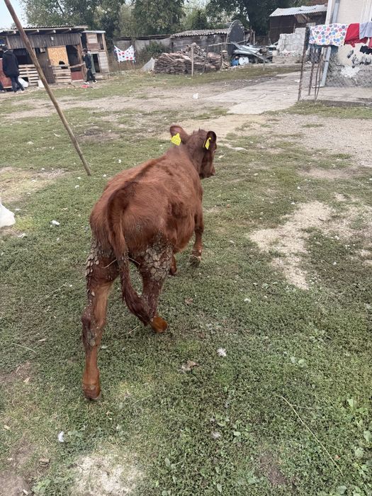 Taur si vitele de vanzare