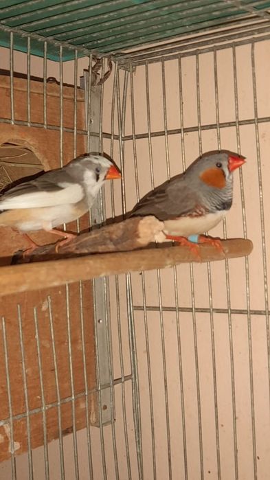 Зебровые амадины