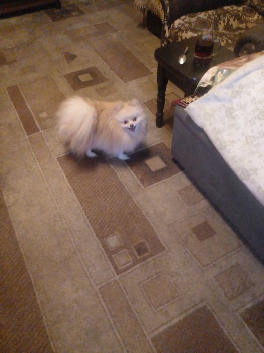 Продам собачку пароды шпиц мальчик.