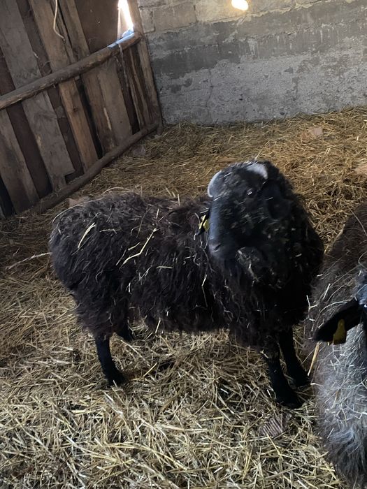 Продам баранов срочно