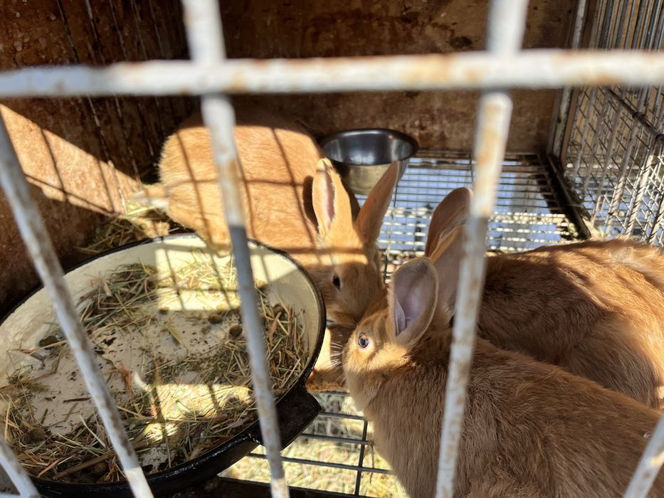 Продам молодых самок