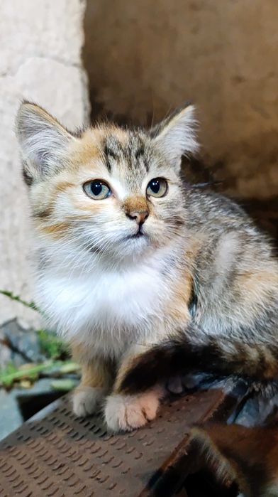 Котята от мамы крысылова