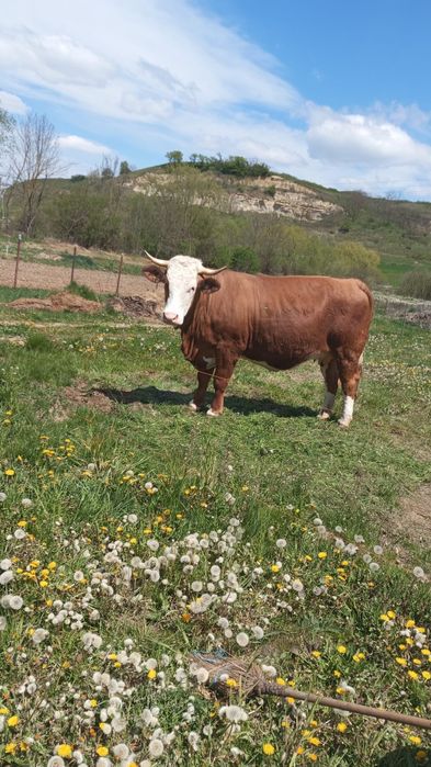Vand vaci baltata romaneasca, gestante.