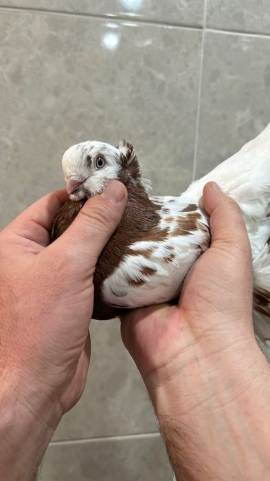 Продам капкана самца