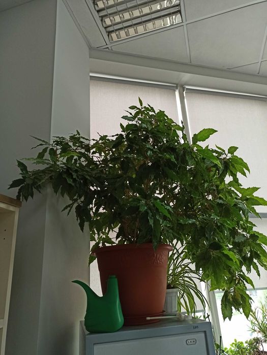 Гибискус Купера, комнатное растение
