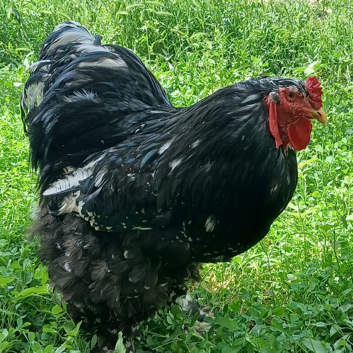 Мрамир брама жаркургон