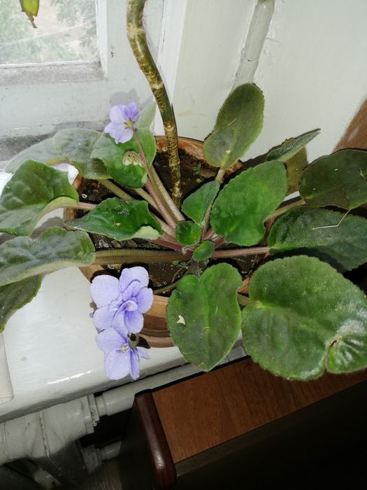 Комнатные цветы, фиалка