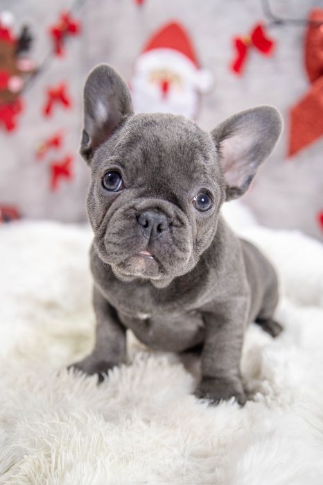 bulldog francez blue fetita