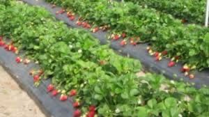 Agrotextil negru 100gr/mp - tratat UV 6-8 ani import Grecia/Belgia