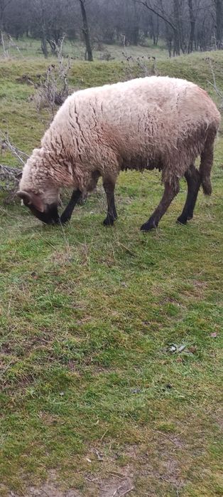 Berbeac de vânzare de prasala