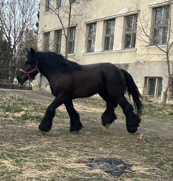 Armasar pentru monta